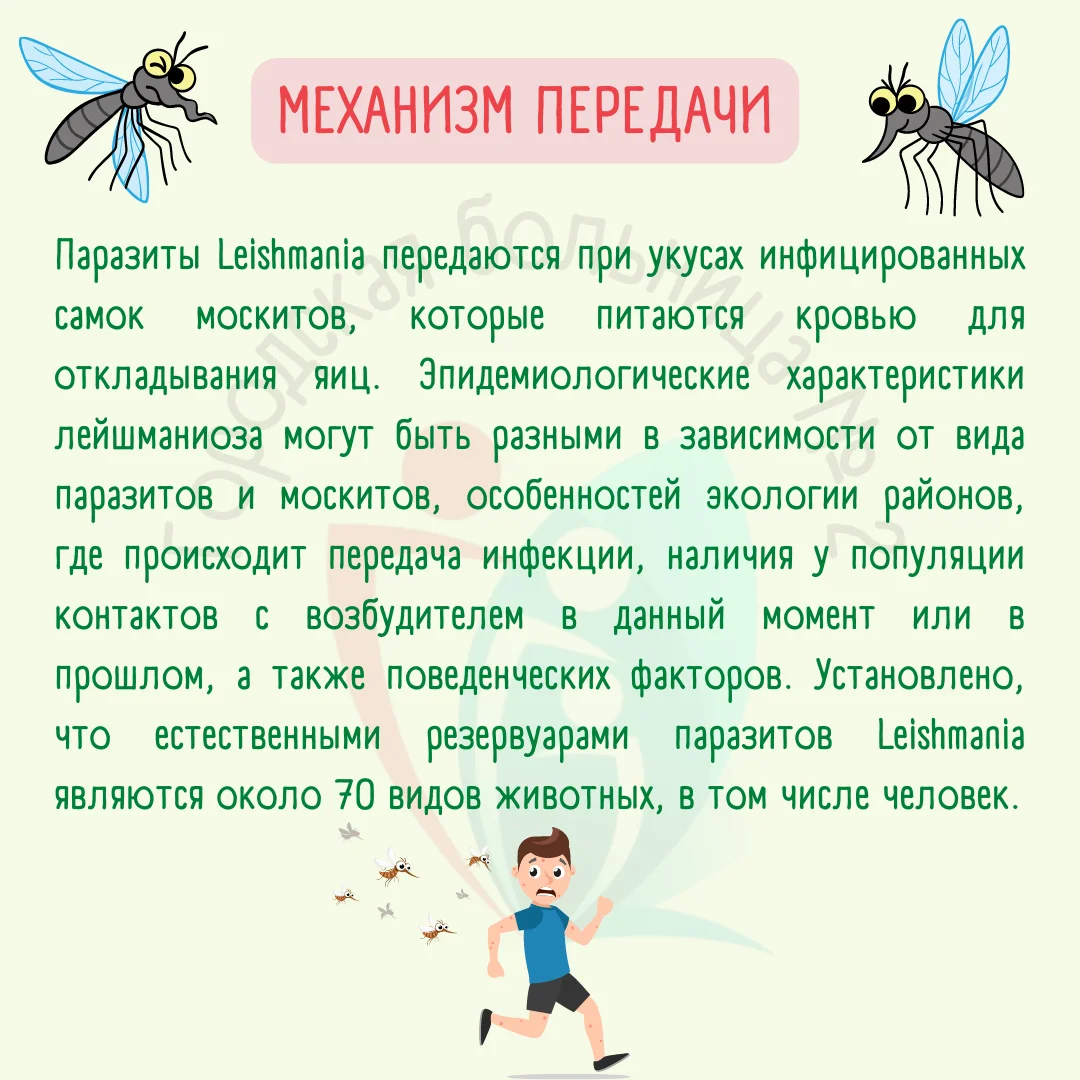 меры личной профилактики лейшманиоза(2).png