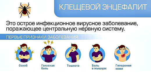 Клещевой энцефалит.jpg