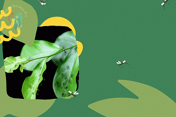 Лейшманиоз: симптомы и меры профилактики