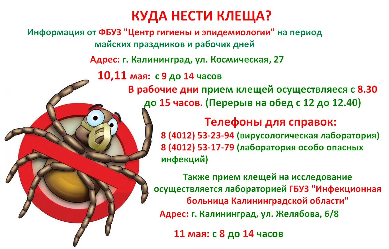 Информация о проведении лабораторных исследований клещей - Городская  больница № 2